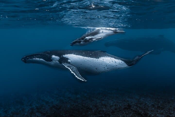 Ethical Small-Group Whale Watching and Swim — Tahiti (Papeete Marina) photo 2
