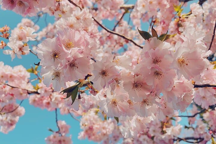 Kenwood Cherry Blossoms: Quiet Half-Day Escape from Washington DC photo 2