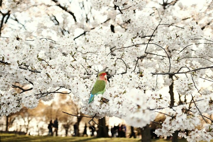 Kenwood Cherry Blossoms & Washington DC Iconic Landmarks Day Tour