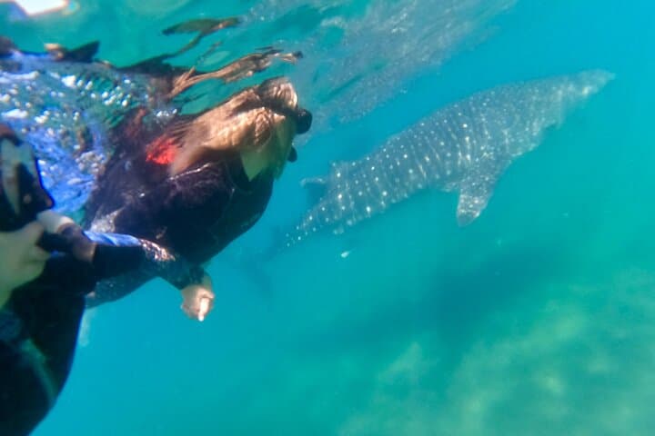 La Paz Whale Shark Snorkel: Small-Group Encounters with More Time in the Water photo 2