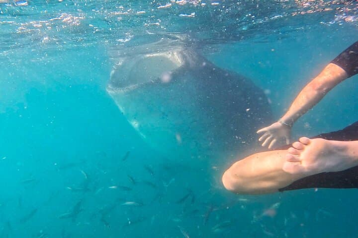 La Paz Whale Shark Snorkel: Small-Group Encounters with More Time in the Water photo 6