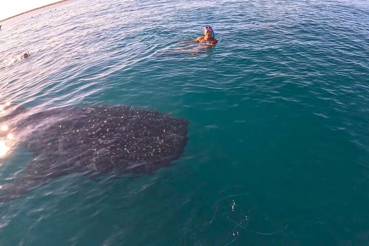 La Paz Whale Shark Snorkel: Small-Group Encounters with More Time in the Water photo 4