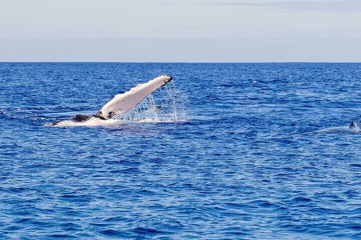 Waikiki Whale Watching Small-Group Cruise | Oahu Humpback Tour