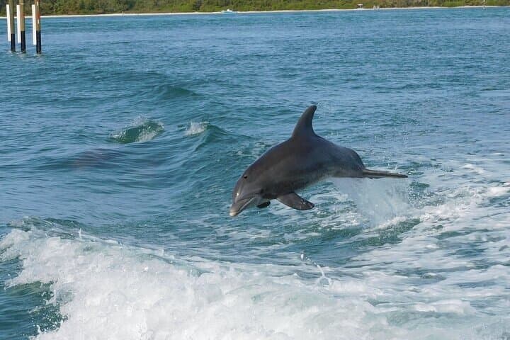 Sarasota 2-Hour Dolphin and Sightseeing Private Boat Charter photo 4