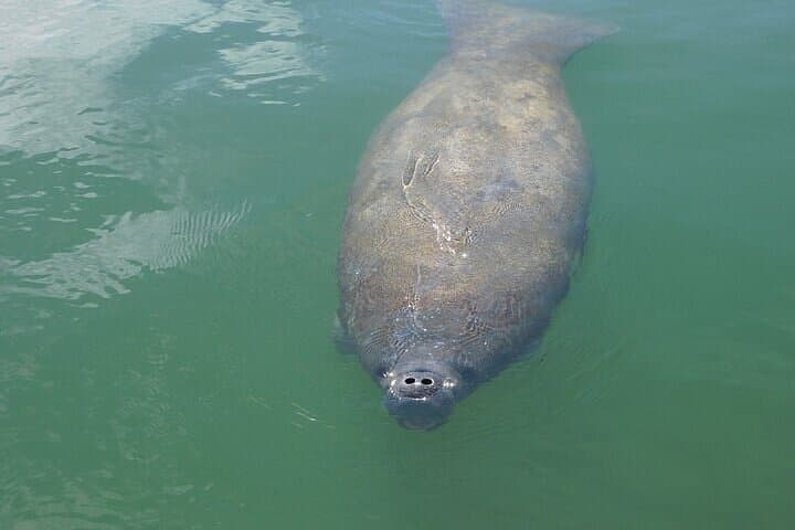 Sarasota 2-Hour Dolphin and Sightseeing Private Boat Charter photo 5