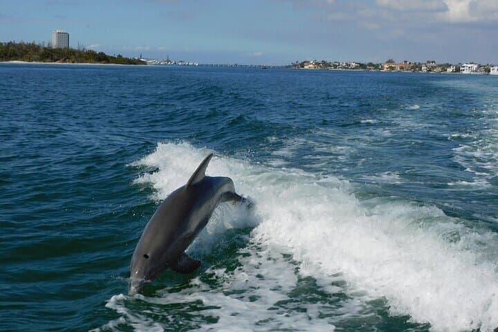 Sarasota 2-Hour Dolphin and Sightseeing Private Boat Charter photo 6