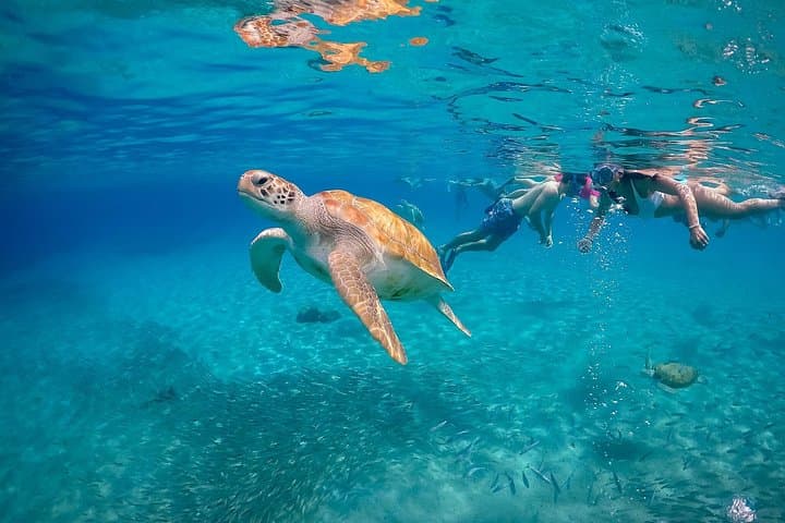 Curaçao Full-Day Adventure: Hato Caves, Turtles at Playa Piskadó, Kenepa Beach & Flamingos photo 3