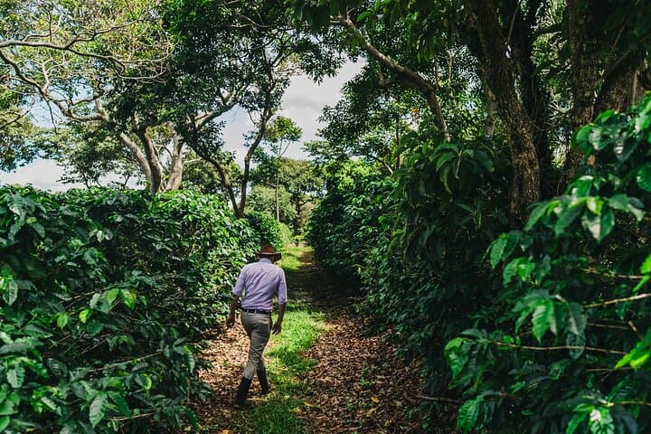Coffee, Craters & Waterfalls: Poás Volcano, Doka Coffee & La Paz Day Tour