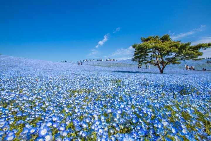 Spring Day Tour to Hitachi Seaside Park & Ashikaga Flower Park — Nemophila & Great Wisteria photo 2