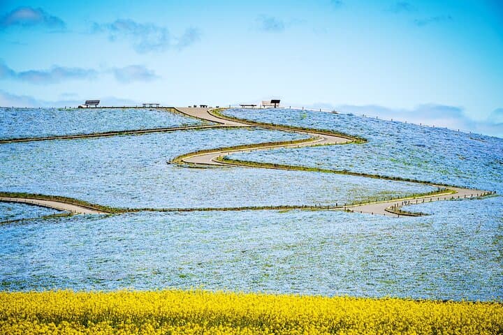 Spring Day Tour to Hitachi Seaside Park & Ashikaga Flower Park — Nemophila & Great Wisteria photo 4