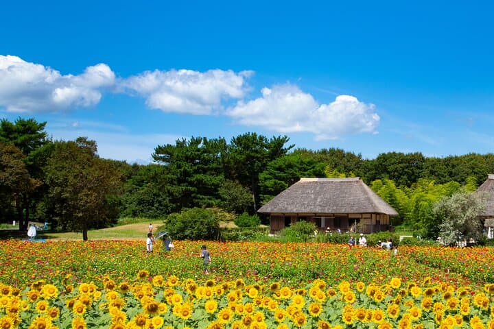Spring Day Tour to Hitachi Seaside Park & Ashikaga Flower Park — Nemophila & Great Wisteria photo 6