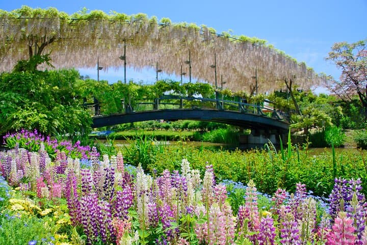 Spring Day Tour to Hitachi Seaside Park & Ashikaga Flower Park — Nemophila & Great Wisteria photo 3