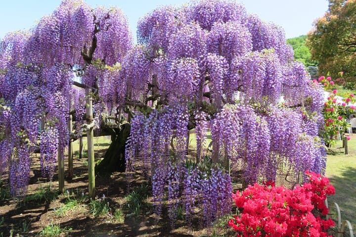 Spring Day Tour to Hitachi Seaside Park & Ashikaga Flower Park — Nemophila & Great Wisteria photo 5