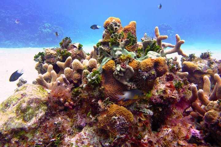 Grand Cayman Private Shore Snorkeling & Beach Escape from George Town Port photo 2