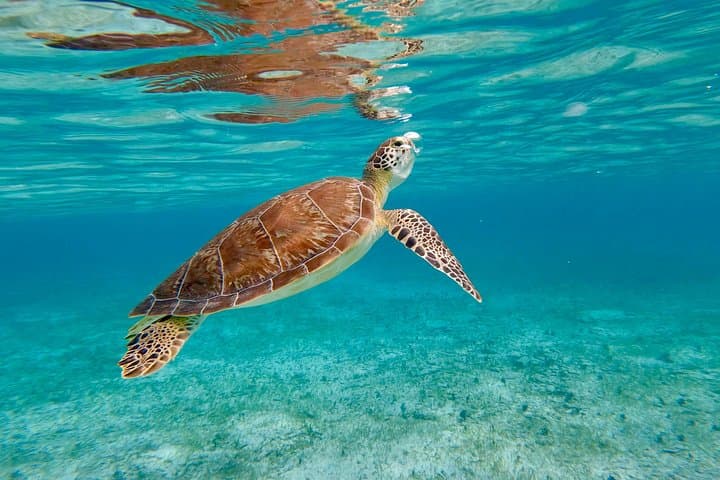 Grand Cayman Private Shore Snorkeling & Beach Escape from George Town Port photo 4