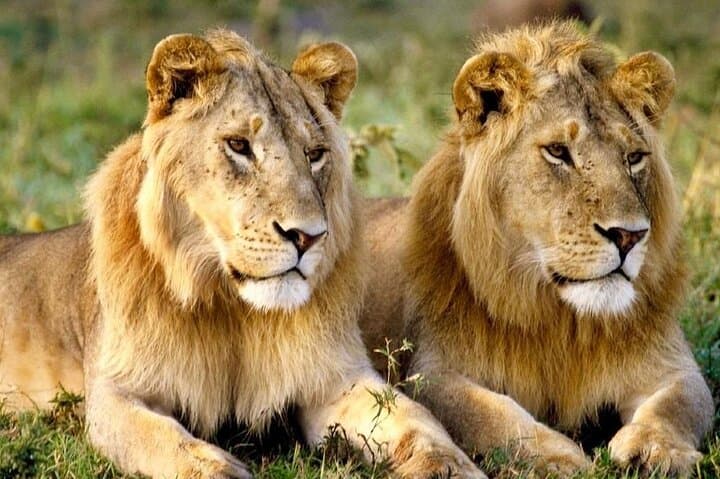 Aquila Game Reserve Safari and Fairview Wine Tasting — Cape Town Day Trip photo 1