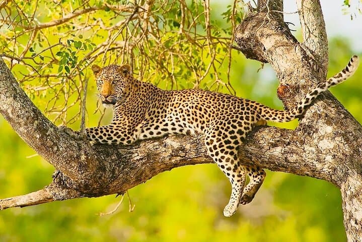 Aquila Game Reserve Safari and Fairview Wine Tasting — Cape Town Day Trip photo 2