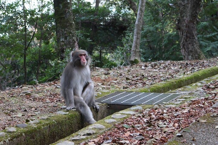 Arashiyama Bamboo Forest Hiking: Hidden Temples & Mountain Views photo 2