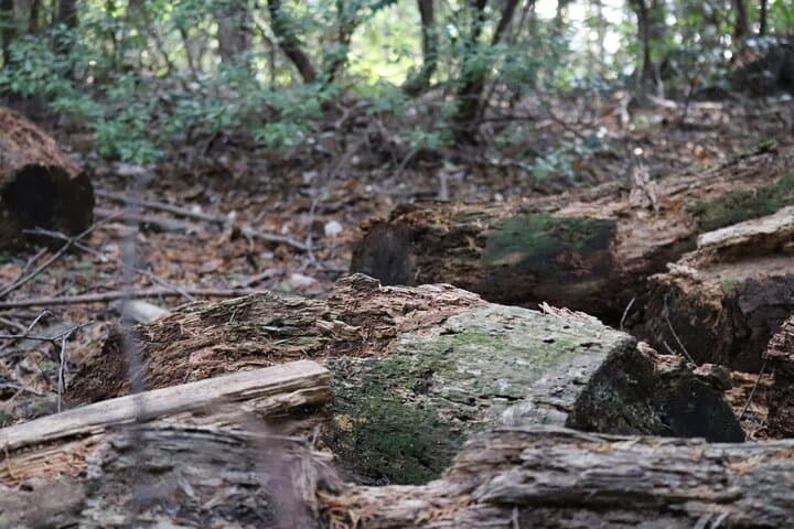 Arashiyama Bamboo Forest Hiking: Hidden Temples & Mountain Views photo 4