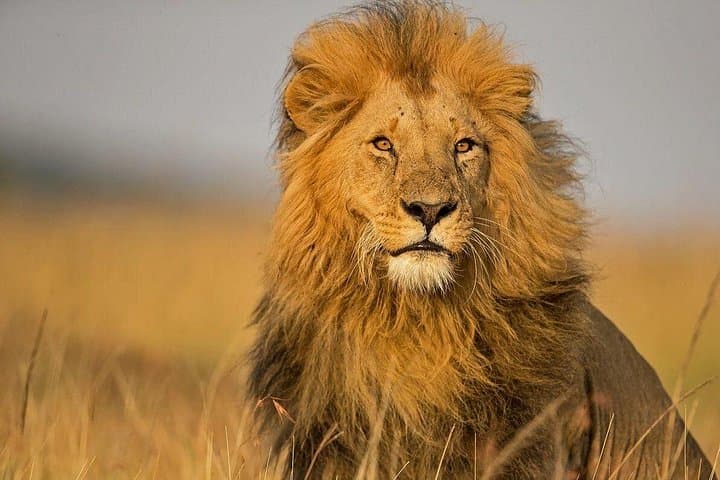 2-Day Masai Mara Private Safari in 4WD Jeep — Big Five Game Drives photo 1