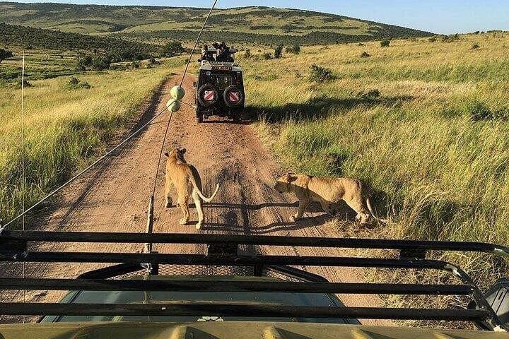 2-Day Masai Mara Private Safari in 4WD Jeep — Big Five Game Drives photo 4