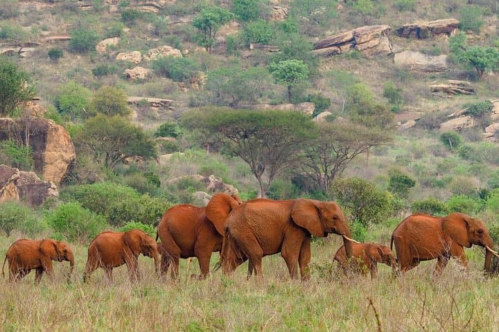 Tsavo East 2-Day Safari from Diani Beach — Red-Earth Game Drives & Lodge Stay photo 2