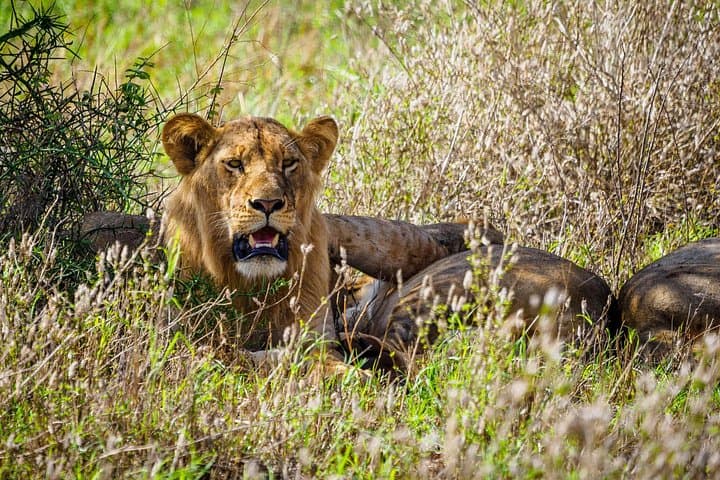 Tsavo East 2-Day Safari from Diani Beach — Red-Earth Game Drives & Lodge Stay photo 3