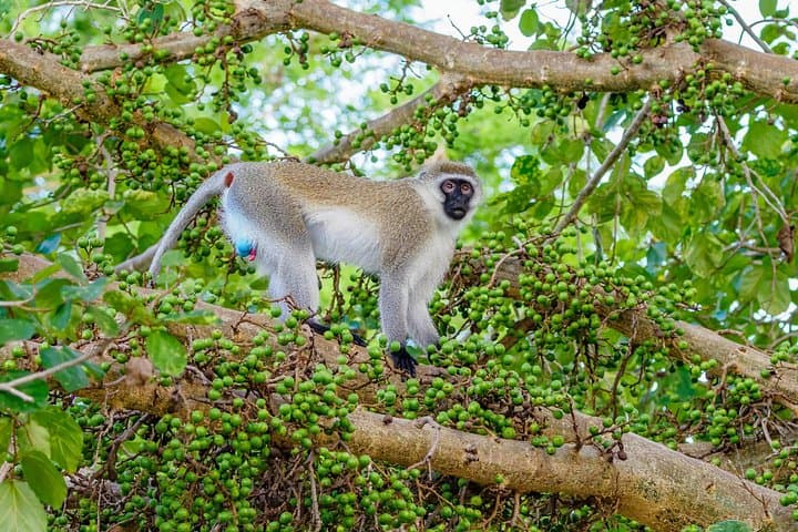 Tsavo East 2-Day Safari from Diani Beach — Red-Earth Game Drives & Lodge Stay photo 4