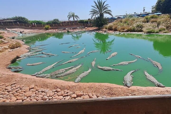 Agadir Morning: Crocoparc and Tree-Climbing Goats Tour photo 3