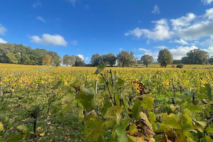 Saint-Émilion and Pomerol Wine Tour: Half-Day Fine Wines Tasting and Village Walk photo 3