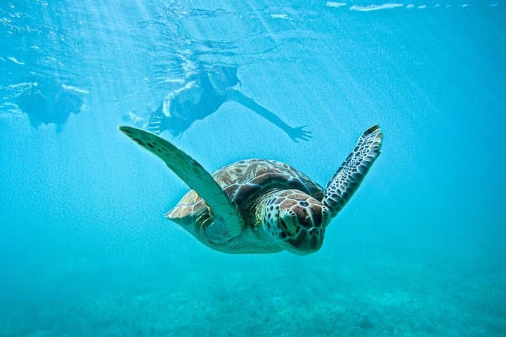 Private Snorkeling with Sea Turtles in Akumal — Photos Included photo 1