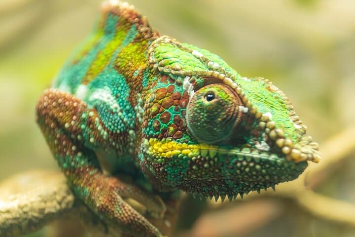 London Zoo Entry Ticket: Explore ZSL Regent's Park Wildlife photo 2