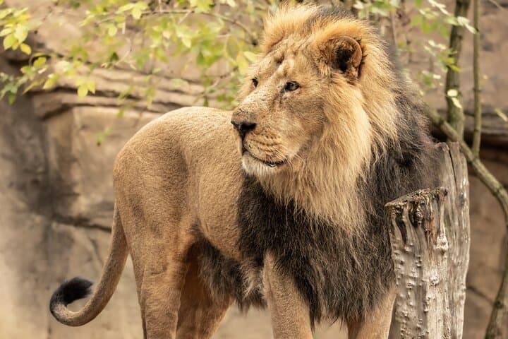 London Zoo Entry Ticket: Explore ZSL Regent's Park Wildlife