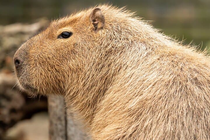 London Zoo Entry Ticket: Explore ZSL Regent's Park Wildlife photo 3