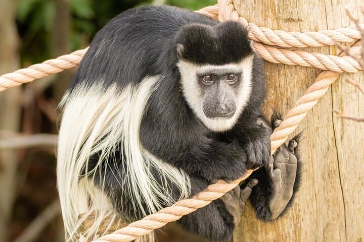 London Zoo Entry Ticket: Explore ZSL Regent's Park Wildlife photo 4