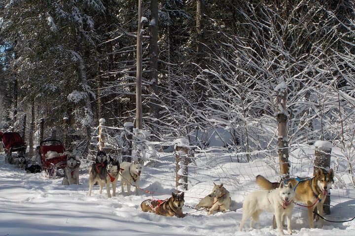 Dogsledding Valley Adventure in the Laurentians — Mont-Tremblant Husky Trail photo 4