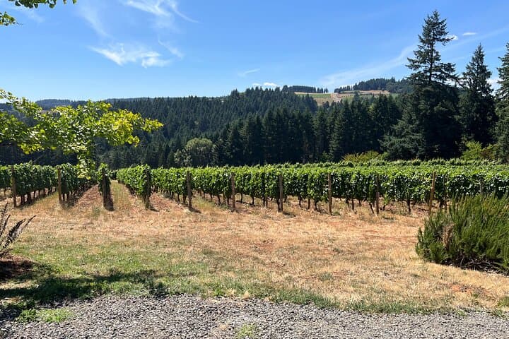 Willamette Valley Wine Tasting Tour from Portland — Stoller & Cana's Feast photo 6