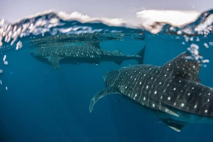 Responsible Whale Shark Snorkel in La Paz — Guided Sea of Cortez Encounter photo 2
