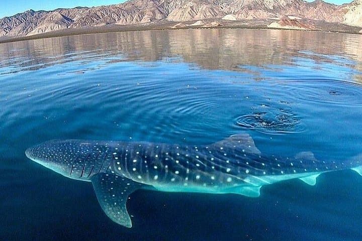 Responsible Whale Shark Snorkel in La Paz — Guided Sea of Cortez Encounter photo 4