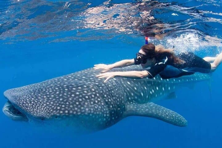 Responsible Whale Shark Snorkel in La Paz — Guided Sea of Cortez Encounter photo 1