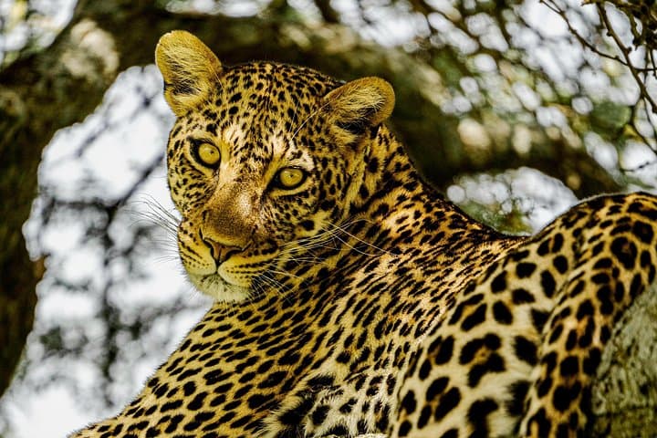 4-Day Tarangire, Serengeti & Ngorongoro Big Five Safari from Arusha photo 1