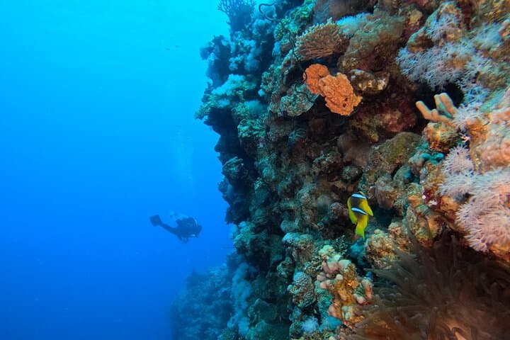 Intro to Scuba in Aqaba: First Dive on the Red Sea Reefs photo 4