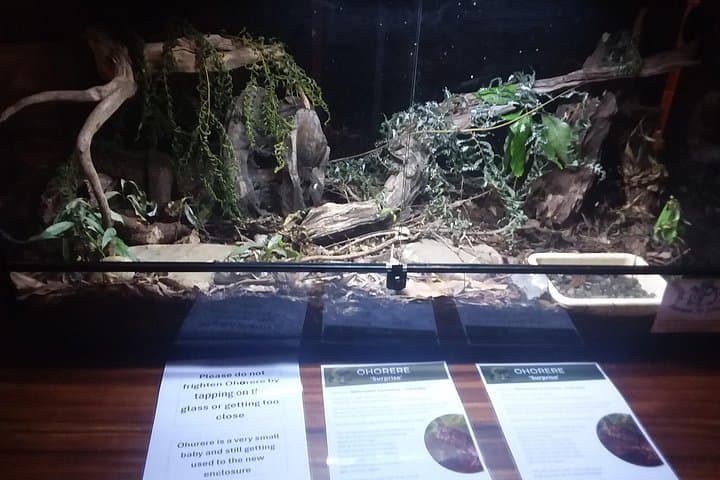 Pūkaha National Wildlife Centre Day Trip from Wellington — See Kiwi, Takahē & Kākā photo 4