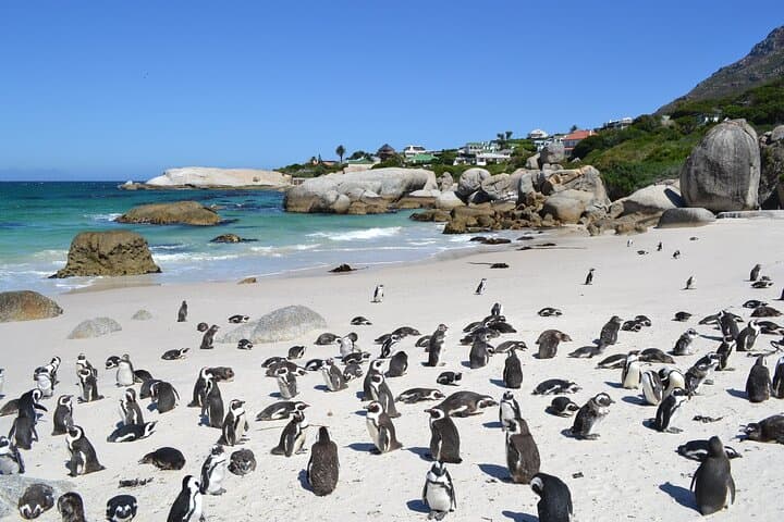 Cape Town Paragliding, Cape Peninsula & Wine Tasting — 3-Day Adventure photo 3