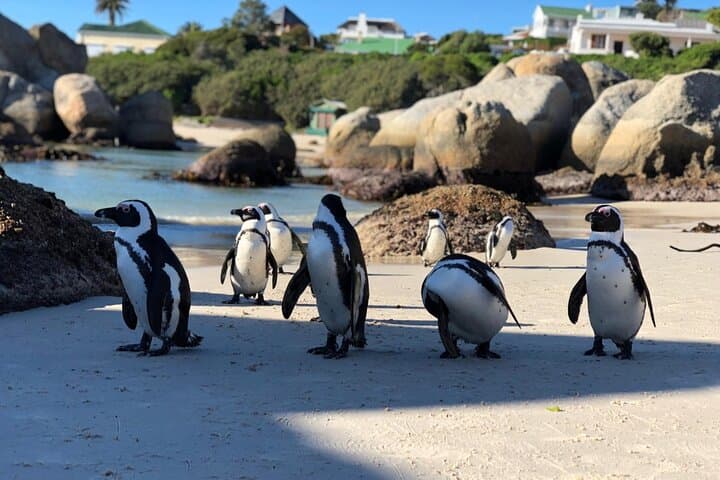 Cape Town Paragliding, Cape Peninsula & Wine Tasting — 3-Day Adventure photo 5