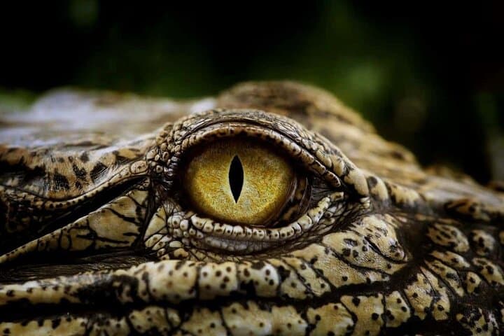 Crocodile Cage Dive, Cape Point & Stellenbosch Wine Route: 3-Day Cape Adventure photo 2