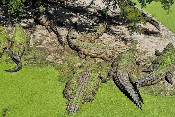Crocodile Cage Dive, Cape Point & Stellenbosch Wine Route: 3-Day Cape Adventure photo 3