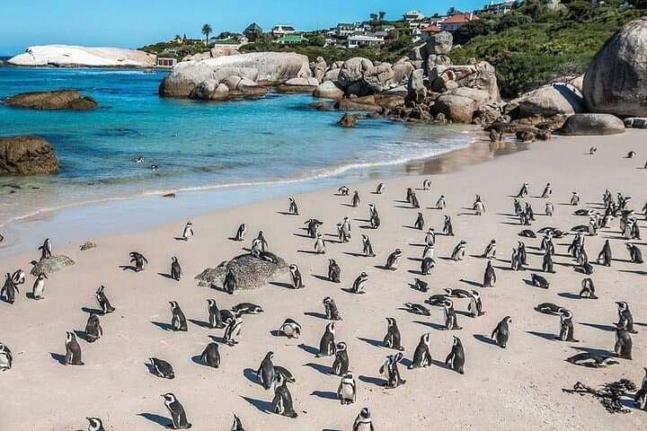 Cape Town in Three Acts: Whales, Wine, and Tandem Flight photo 4