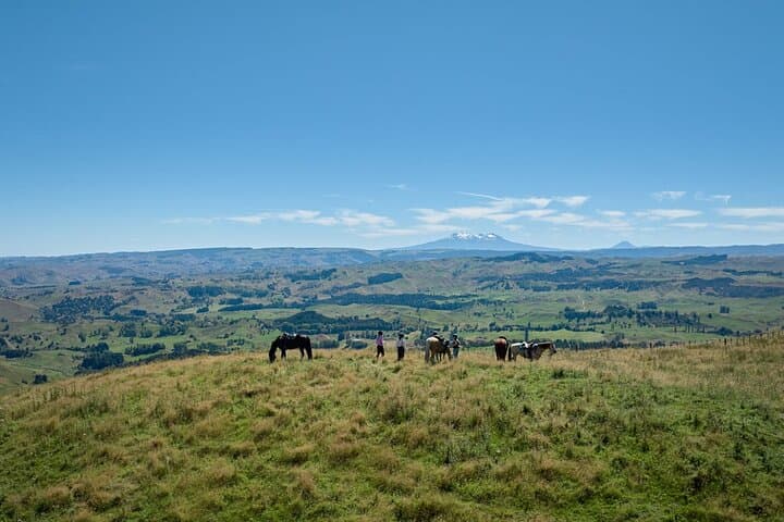 High Country Enchantment: Full-Day Horse Trek in Northern Rangitikei photo 4
