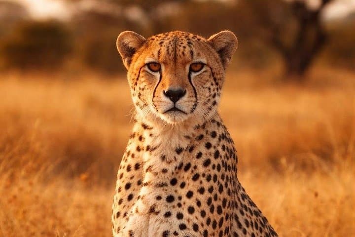 Sonoma Safari Experience: Open-Air Wildlife Tour in Sonoma County photo 1